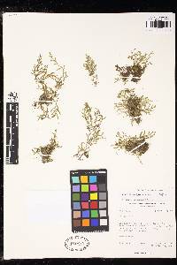 Selaginella sobolifera image