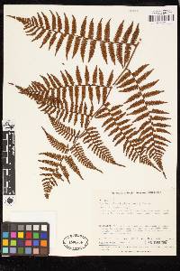 Cyathea platylepis image