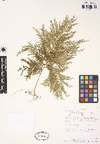 Selaginella hartwegiana image