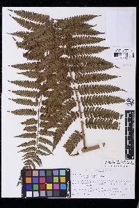 Cyathea gibbosa image