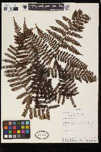 Cyathea mucilagina image