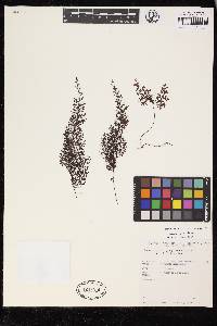 Hymenophyllum ferax image