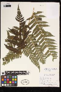 Cyathea pallescens image