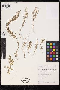 Selaginella novae-hollandiae image