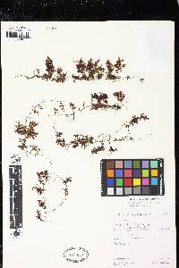 Hymenophyllum brevistipes image
