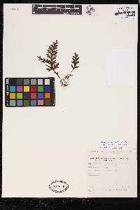 Hymenophyllum platylobum image