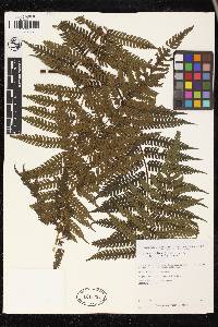 Cyathea andina image