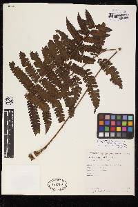 Cyathea pungens image