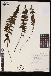 Lindsaea falcata image