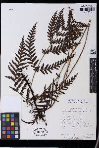 Loxsomopsis pearcei image