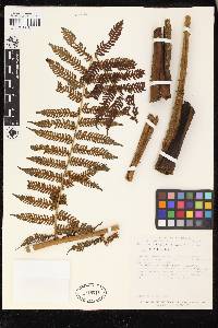 Cyathea planadae image