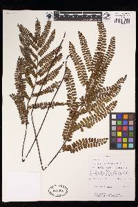 Adiantum serratodentatum image