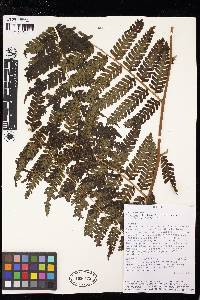 Cyathea schiedeana image