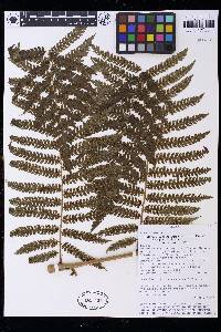 Cyathea tuerckheimii image