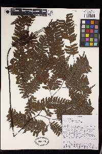 Adiantum wilesianum image