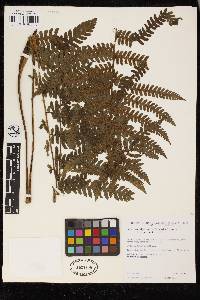 Cyathea bipinnatifida image