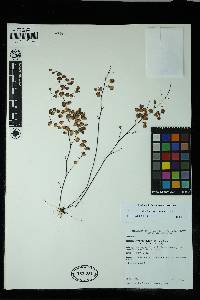 Adiantum orbignyanum image