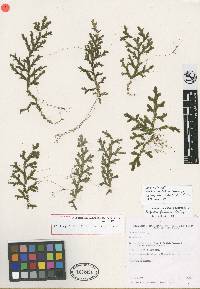 Image of Selaginella alampeta