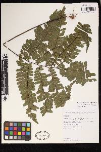 Adiantum diogoanum image