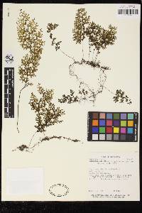 Hymenophyllum polyanthos image