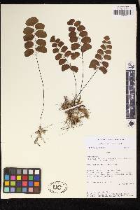 Adiantum ruizianum image