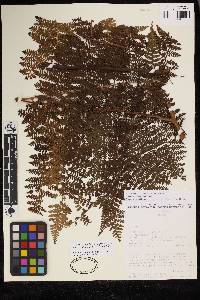 Dennstaedtia cicutaria image