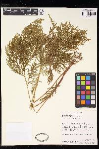 Selaginella rosea image