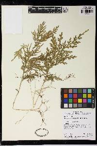 Selaginella conduplicata image