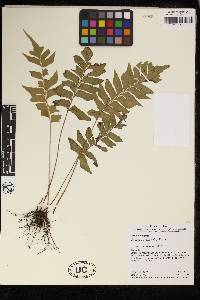 Lindsaea phassa image