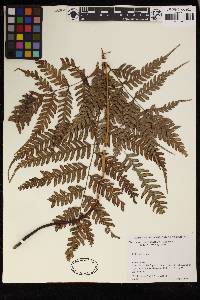 Pteris muricatopedata image