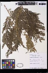 Selaginella lechleri image