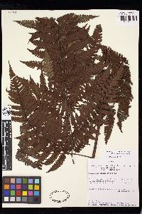 Cyathea traillii image