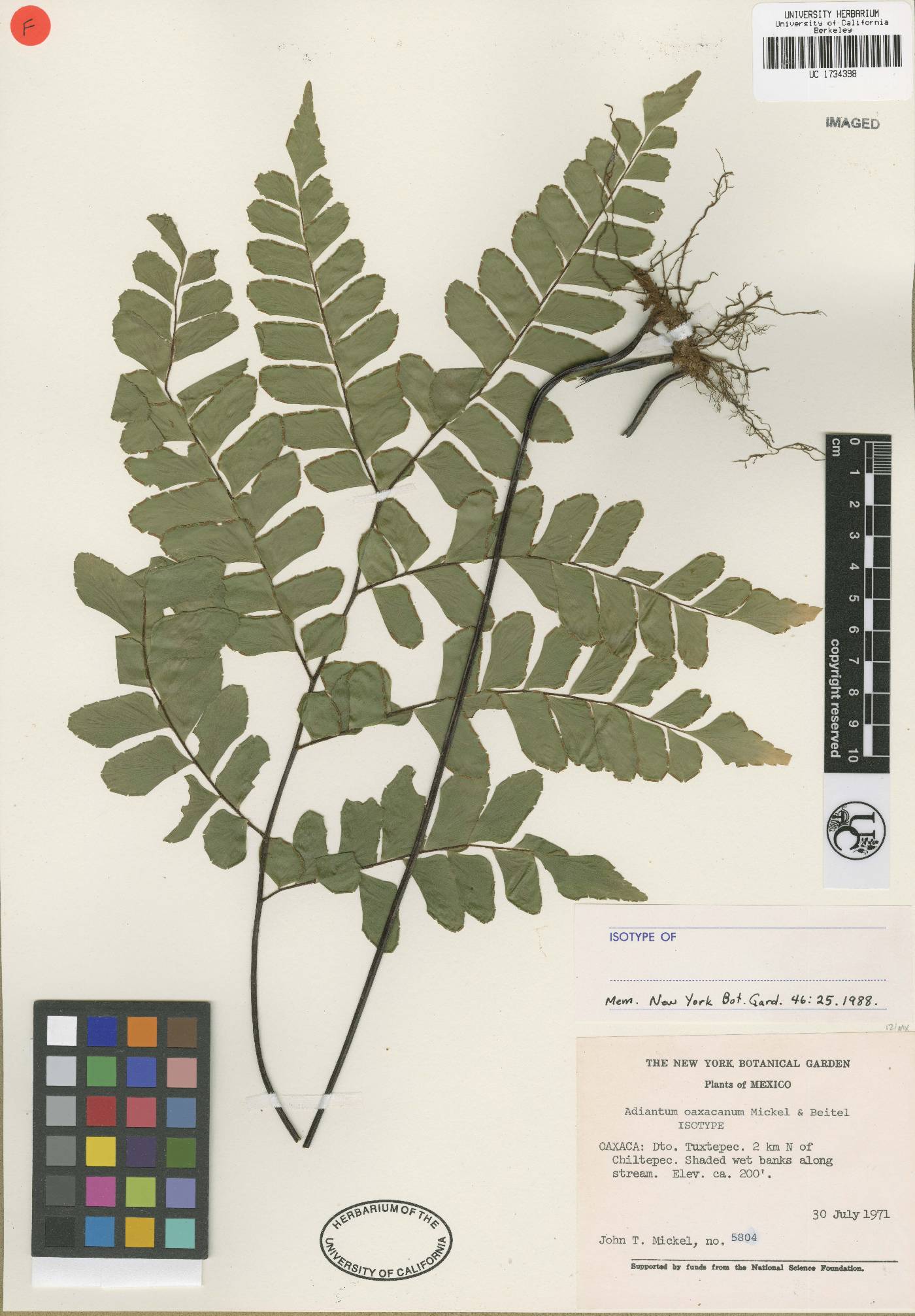 Adiantum oaxacanum image