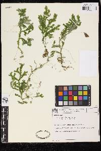 Selaginella flexuosa image