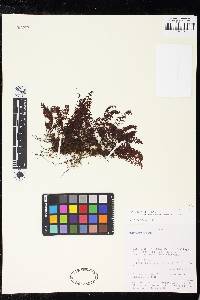 Hymenophyllum trichomanoides image