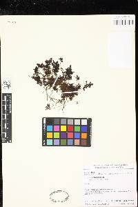 Hymenophyllum apiculatum image