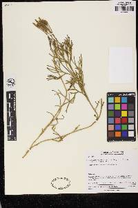 Diphasiastrum thyoides image