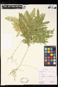 Selaginella parkeri image