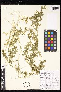 Selaginella trisulcata image