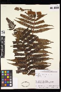 Cyathea pauciflora image