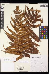 Cyathea poeppigii image