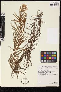 Hymenophyllum sericeum image