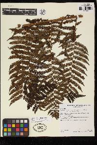 Cyathea herzogii image