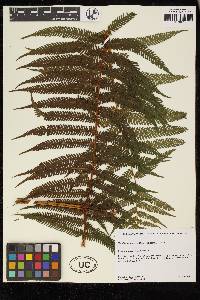 Cyathea conjugata image