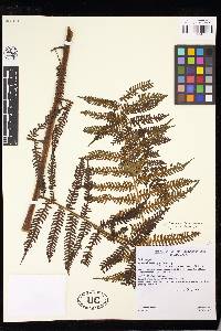 Cyathea planadae image