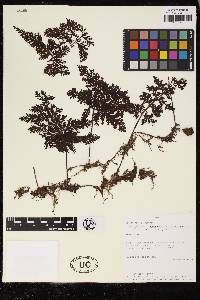 Hymenophyllum microcarpum image