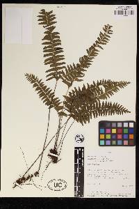 Lindsaea arcuata image