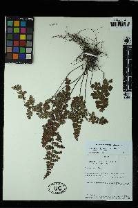 Adiantum henslovianum image