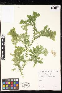 Selaginella trisulcata image