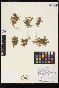 Selaginella truncata image
